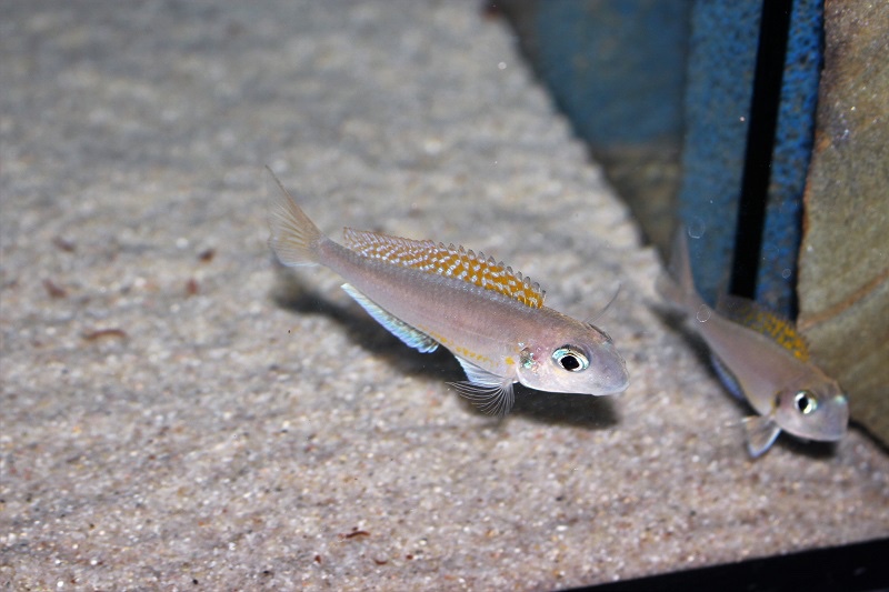 Xenotilapia flavipinnis 'Kagunga'